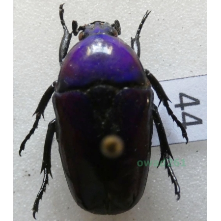 Chlorocala africana oertzeni Kolbe, 1895 ex. ovo Tanzania44